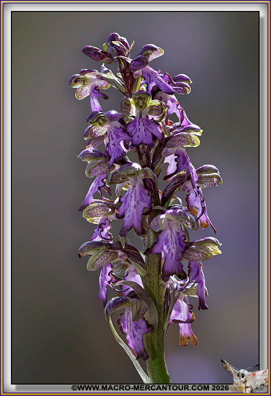 Orchis &agrave; longues bract&eacute;es